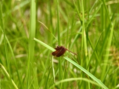 Neurothemis stigmatizans