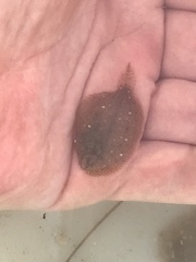 Trinectes maculatus