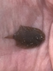 Trinectes maculatus