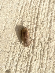 Prionoplus reticularis