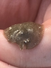 Trinectes maculatus