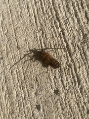 Prionoplus reticularis