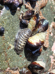 Chiton granosus