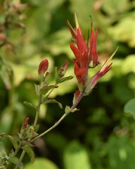 Castilleja miniata