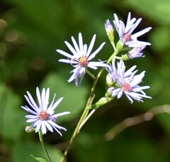 Symphyotrichum ciliolatum
