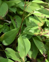 Symphyotrichum ciliolatum