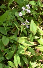 Symphyotrichum ciliolatum