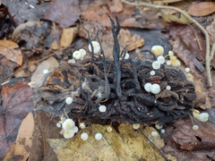 Xylaria magnoliae
