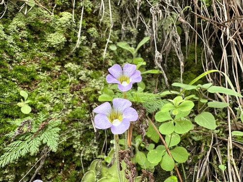 Pinguicula lilacina