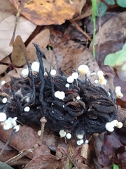 Xylaria magnoliae