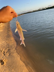 Siluriformes