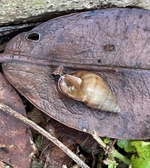 Bulimulus guadalupensis