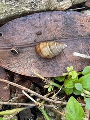 Bulimulus guadalupensis