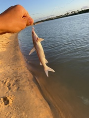 Siluriformes