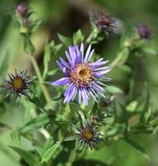 Canadanthus modestus