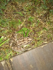 Leptodactylus luctator