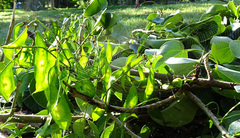 Leucauge argyrobapta