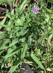 Canadanthus modestus