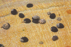 Nerita melanotragus