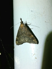 Hypena obsitalis