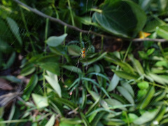 Leucauge argyrobapta