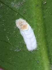 Pulvinaria camelicola