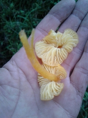 Hygrocybe