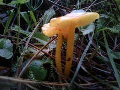 Hygrocybe