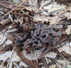 Clavulina vinaceocervina