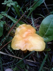 Hygrocybe