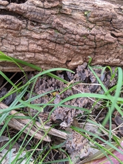 Clavulina vinaceocervina