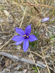 Cheiranthera linearis