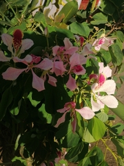 Bauhinia monandra