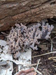 Clavulina vinaceocervina