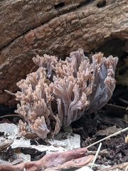Clavulina vinaceocervina