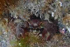 Pachycheles chubutensis