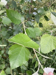 Populus alba