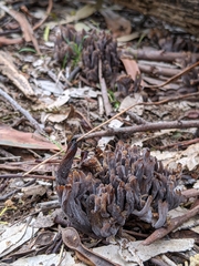 Clavulina vinaceocervina