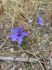 Cheiranthera linearis