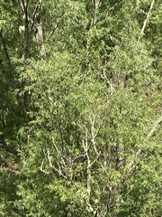 Salix babylonica