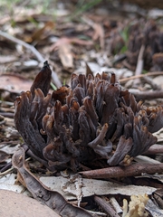 Clavulina vinaceocervina