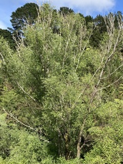 Salix babylonica