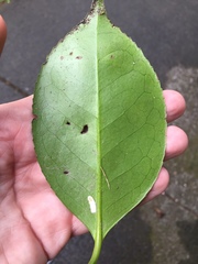 Pulvinaria camelicola