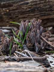 Clavulina vinaceocervina