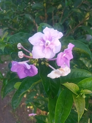 Brunfelsia grandiflora