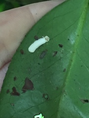Pulvinaria camelicola