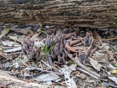 Clavulina vinaceocervina