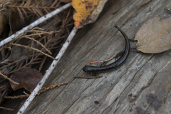 Eurycea quadridigitata