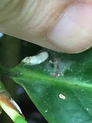 Pulvinaria camelicola