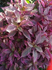 Graptophyllum pictum